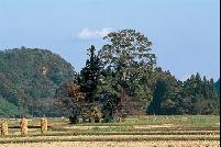 Wakamiko Shrine: Small shrine in a copse among paddies was roadside during middle ages.