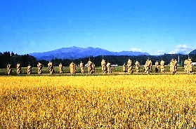 立ち並ぶホニオ