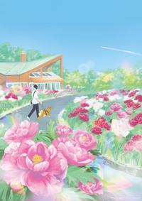 議会だより いちのせき 第77号「ぼたん・しゃくやく祭り」表紙イラスト