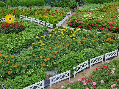 大規模花壇部門 小山　孝子（室根）