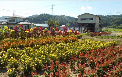大規模花壇部門 高成自治会（川崎）