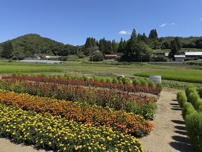 大規模花壇部門 竹沢祝寿会（東山）