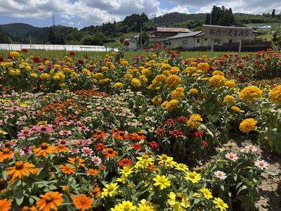 一般花壇部門 松川1区自治会（東山）