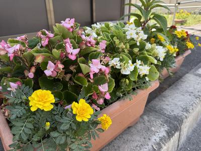 プランター部門 松川第10区自治会（東山）