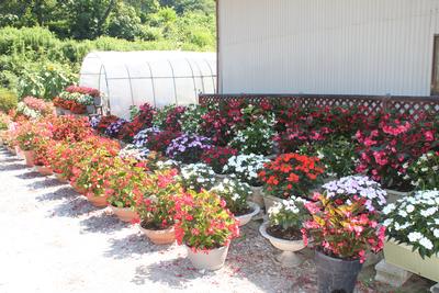 プランター部門 佐藤　ふじ子（大東）