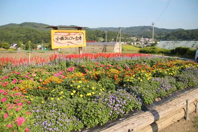 一般花壇部門 小西自治会（大東）