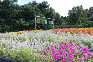 中山自治会の花壇