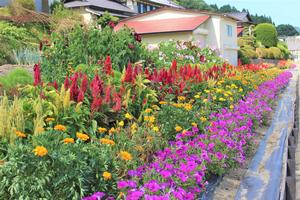 七日町自治会の花壇