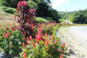 深萱自治会の花壇