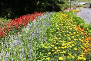 佐藤信造氏の花壇