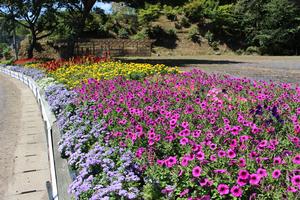 千松自治会の花壇