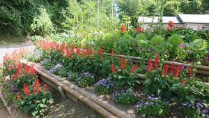 第6区自治会の花壇