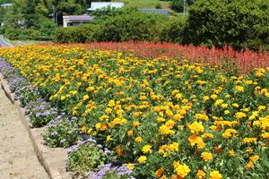 29区自治会の花壇
