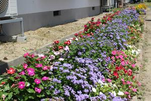ふじの実学園の花壇