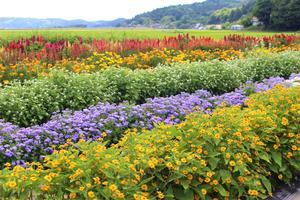 鬼田河吉地区保全管理委員会の花壇
