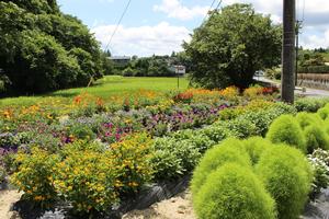 第31区自治会の花壇