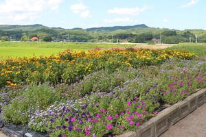 黄南保全管理委員会の花壇