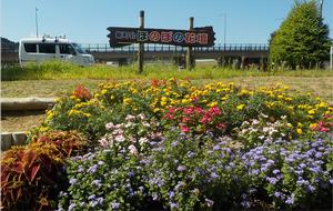 一般花壇部門優秀賞を受賞した新町会の花壇