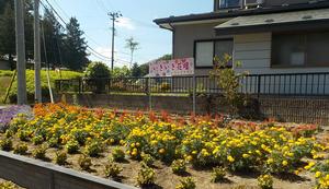 一般花壇部門奨励賞を受賞した横町いきいきクラブの花壇