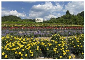 舞川地域遊美保全隊の花壇の写真
