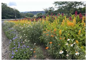 伊藤ミヨ子さんの花壇の写真