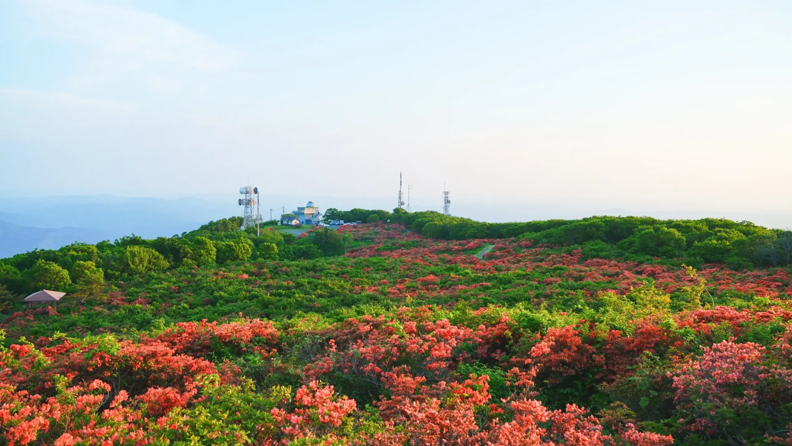 室根山のツツジの写真