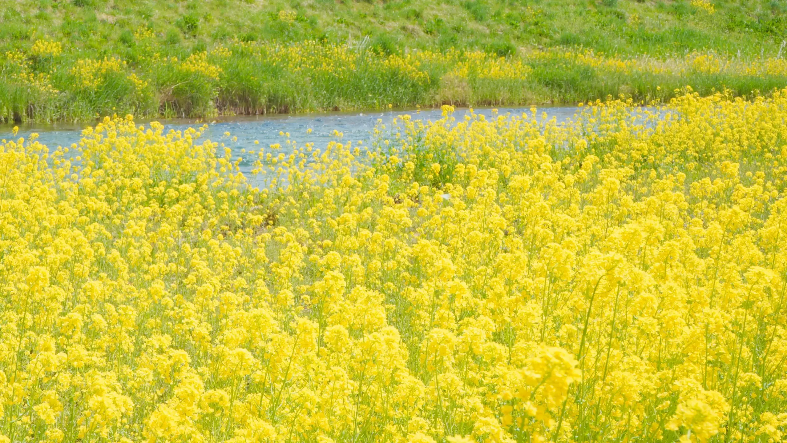 東山の菜の花の写真