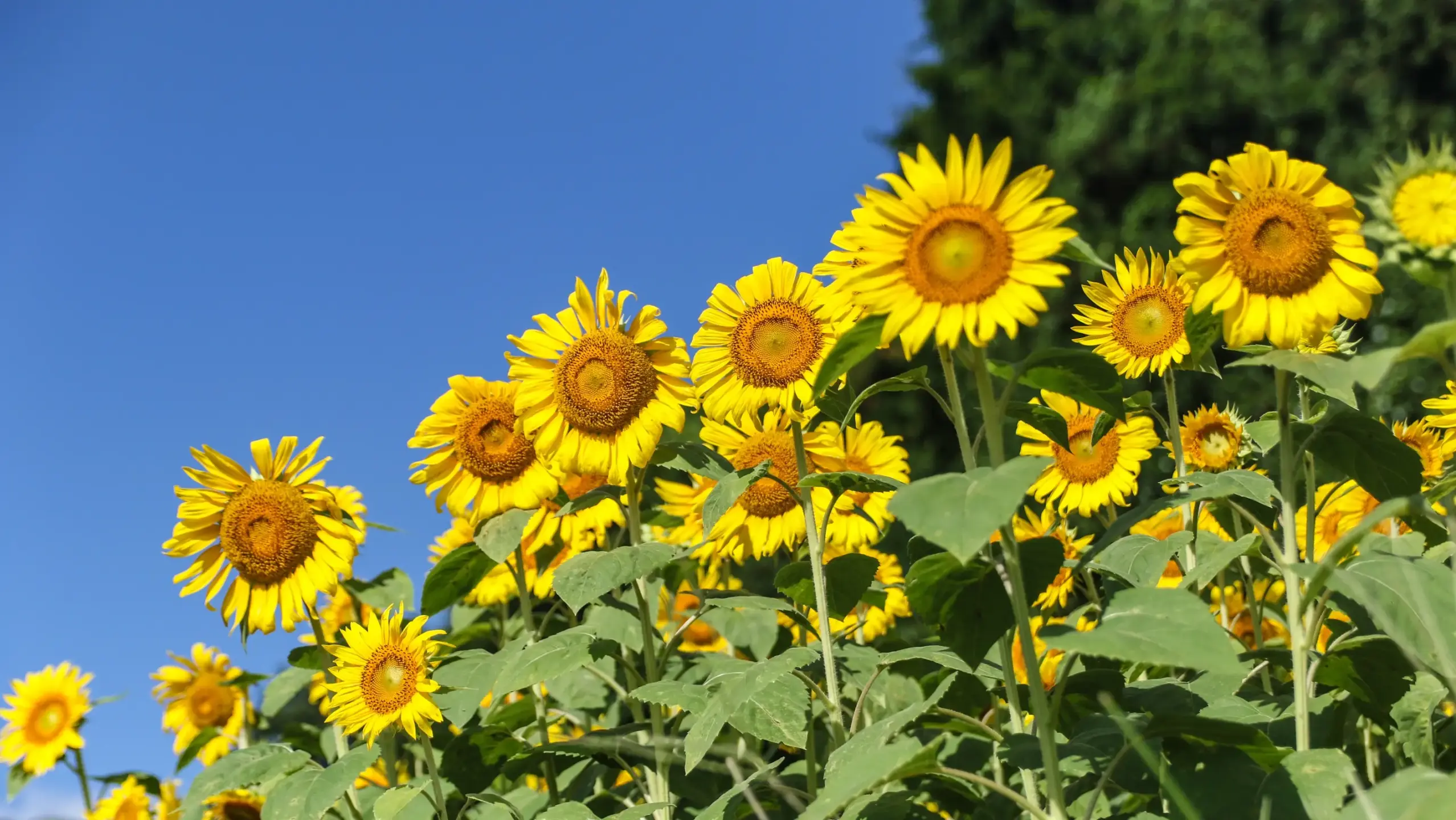 花泉のひまわりの写真
