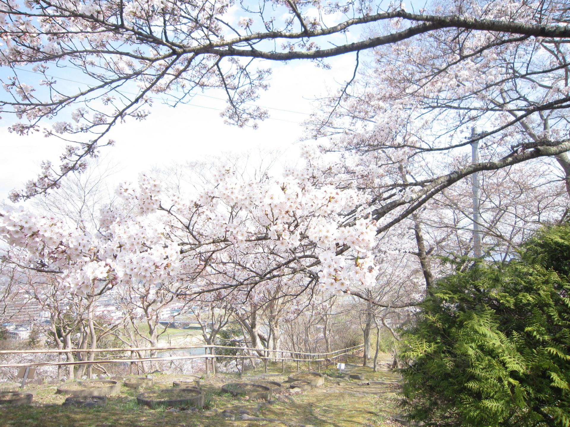 釣山公園のようす