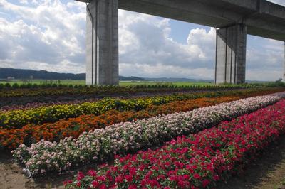 第1地区地域資源保全隊による大規模花壇