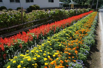 竹野下自治会の受賞花壇