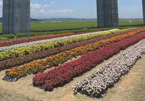 第1地区地域資源保全隊の花壇の写真
