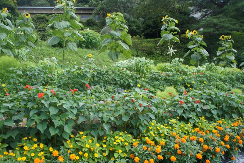 遠藤清子さんの花壇の写真