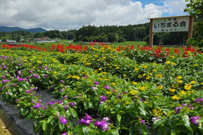 いちまる会の花壇の写真