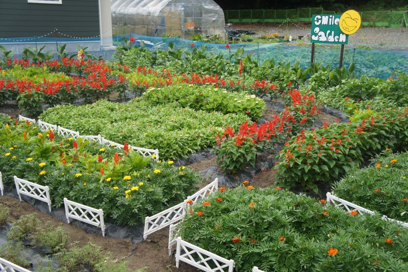 小山孝子さんの花壇の写真