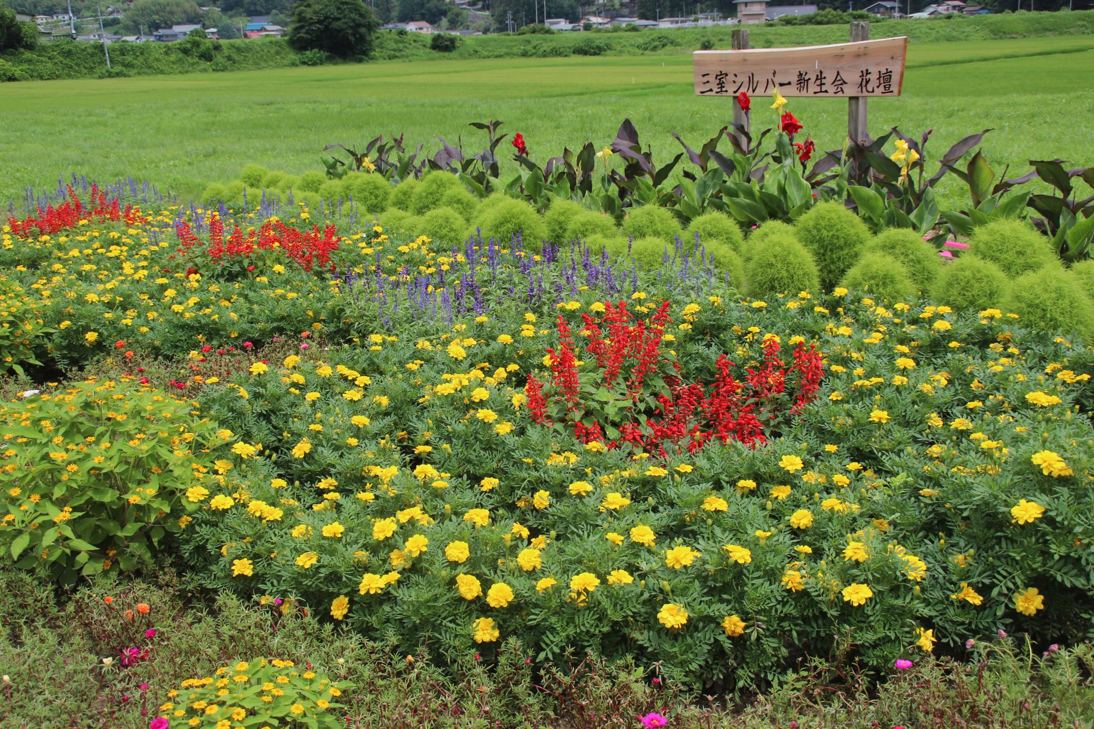 三室老人クラブ　新生会の花壇画像