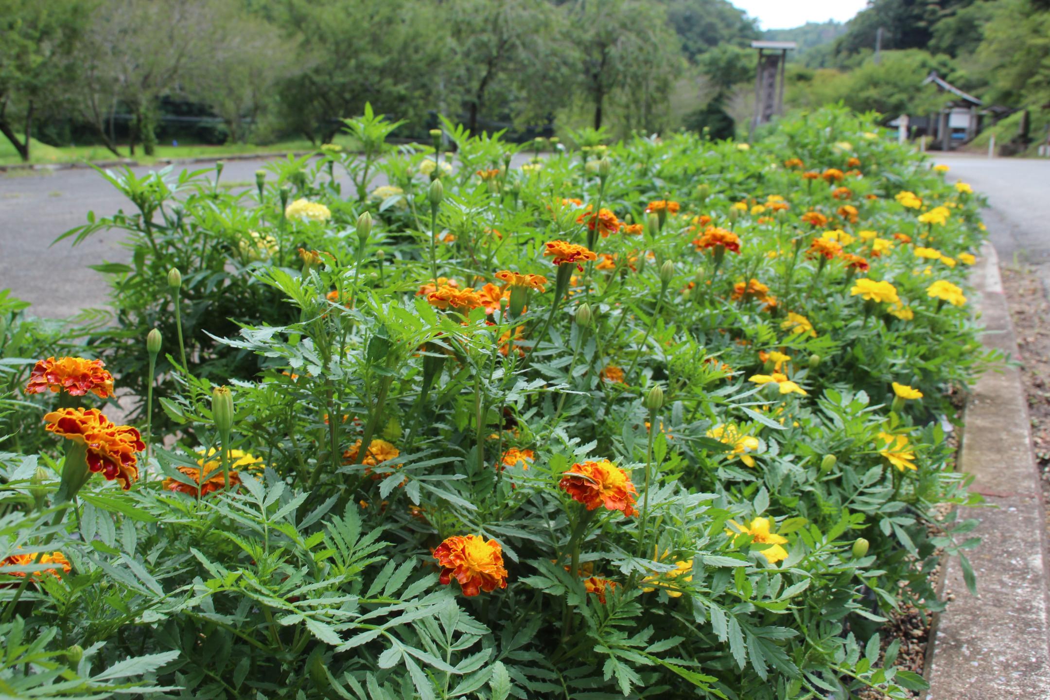 竹沢集落振興会の花壇画像