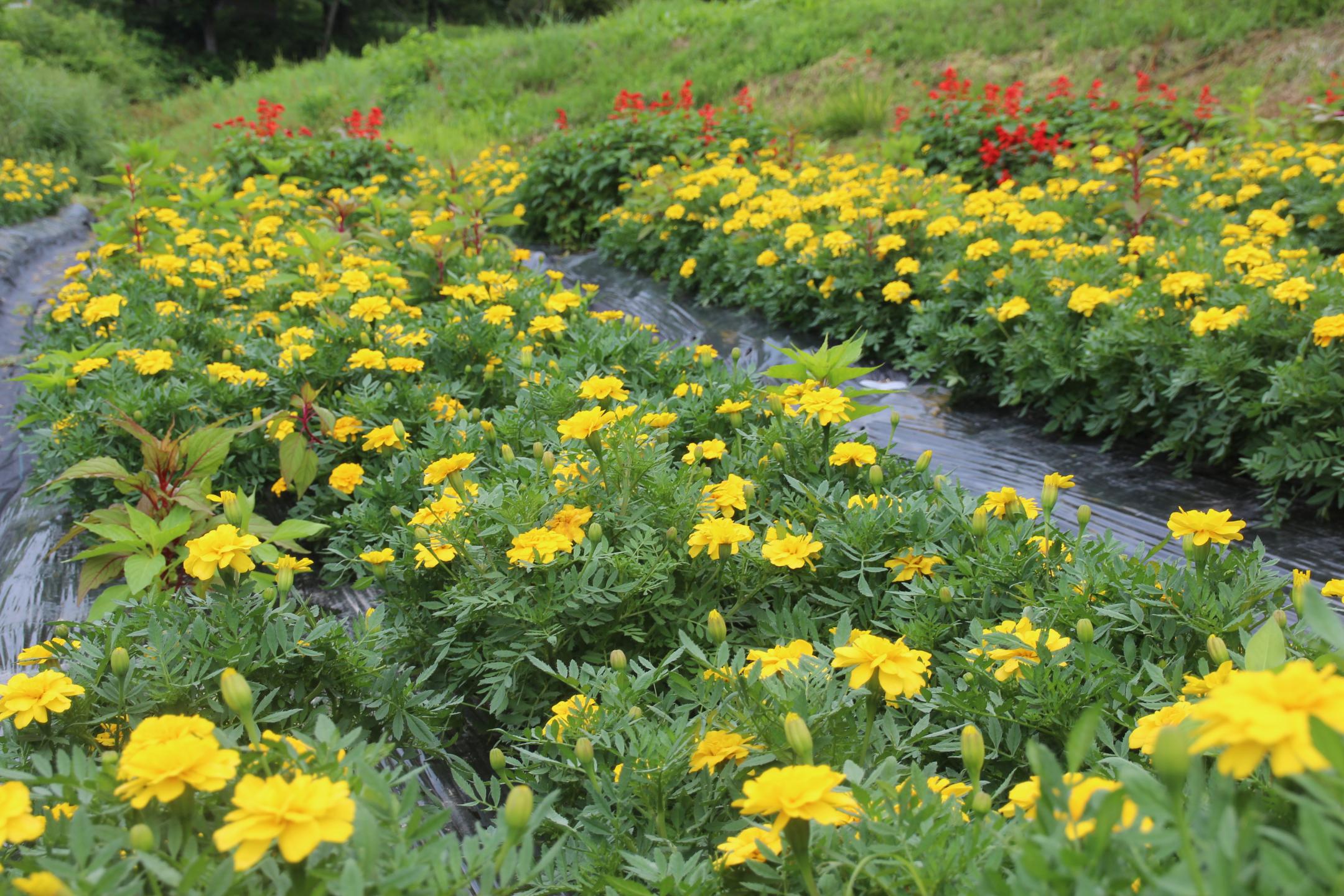 中林集落協定の花壇画像