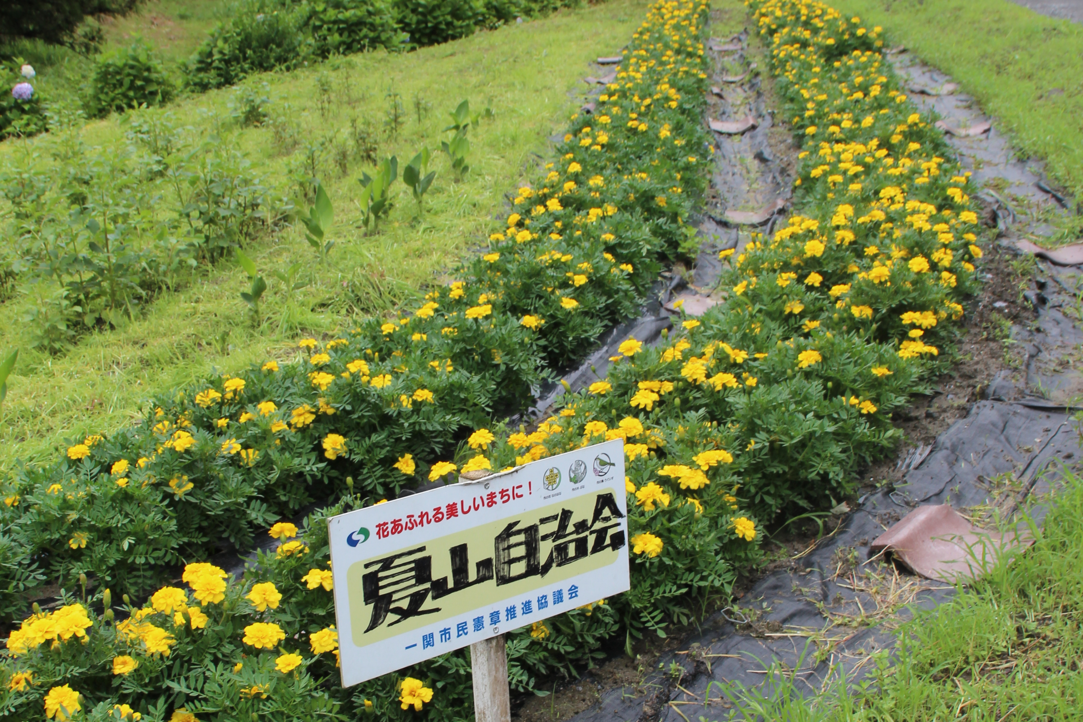 夏山自治会・子供会・父母の会の花壇画像